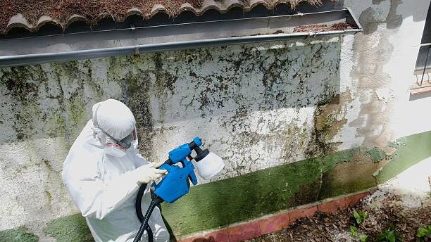 Trusted Basement Mold Remediation service in Lock Haven, PA - Cheap Mold Removal
